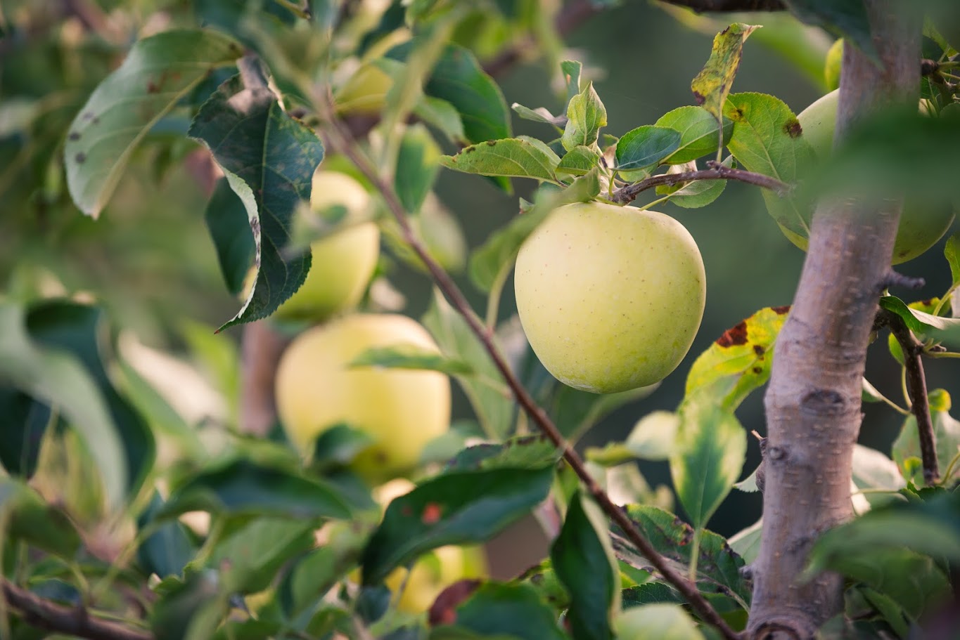 Vinagre Real de Manzana - Pack 3 Unidades