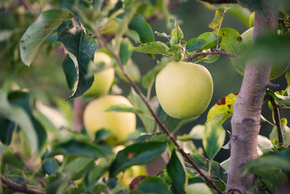 Vinagre Real de Manzana - Pack 3 Unidades