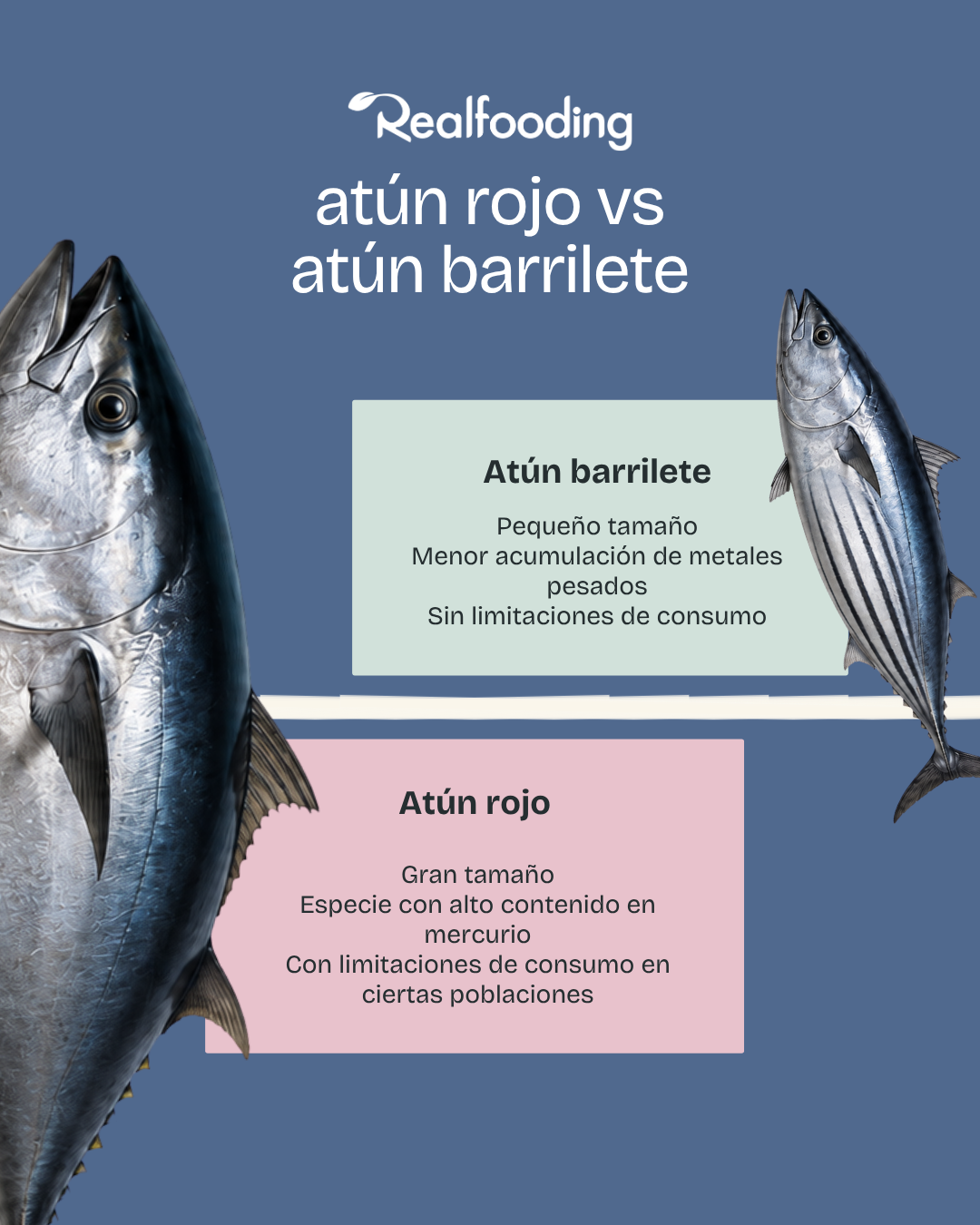 Pack Conservas de Pescado Salvaje en AOVE